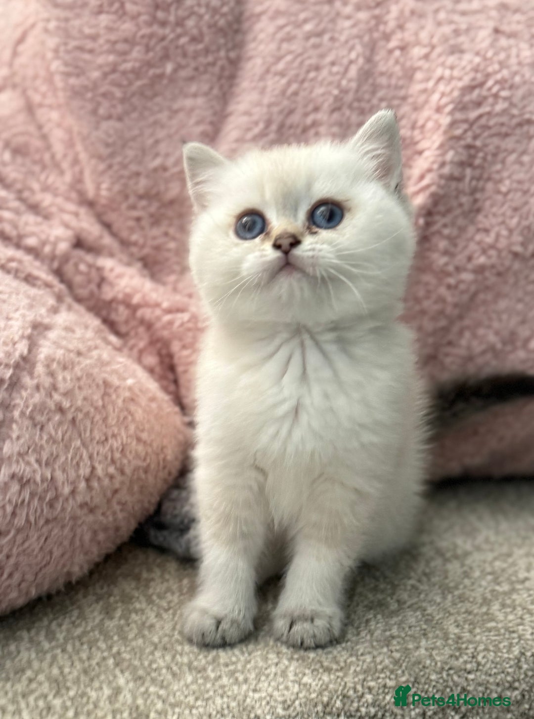 British Shorthair cats for sale: Beautiful GCCF kittens from champion lines  - Image 11