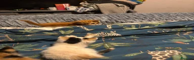 Mixed Breed 2