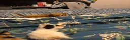 Mixed Breed cats for sale: Fluffy kittens ready now 8 weeks old - Advert 8