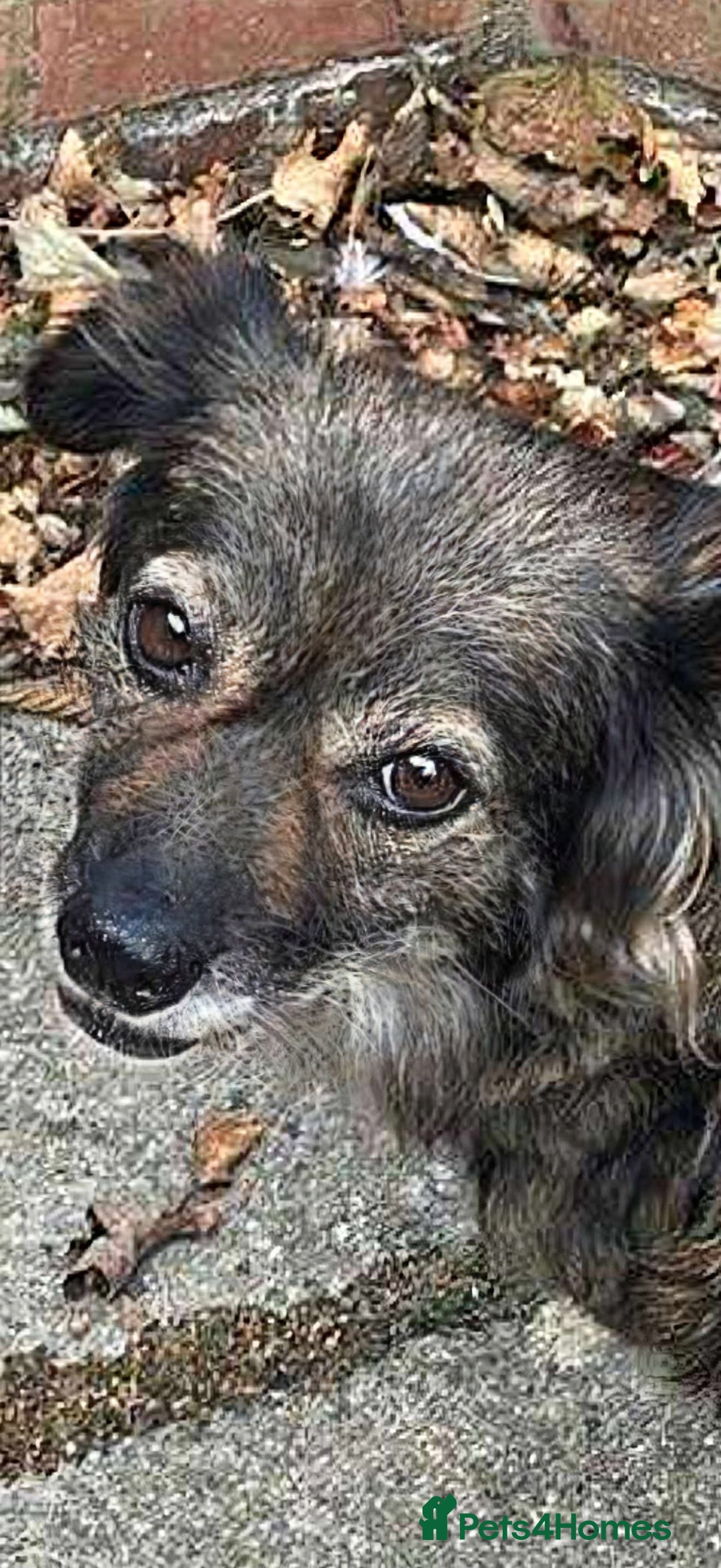 Mixed Breed dogs for adoption:   Meet Matilda – a Brave Little Tripaw  - Image 5