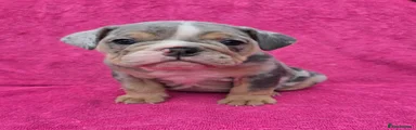 English Bulldog 5