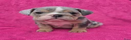 English Bulldog dogs for sale: Beautiful litter of English Bulldogs - Advert 14