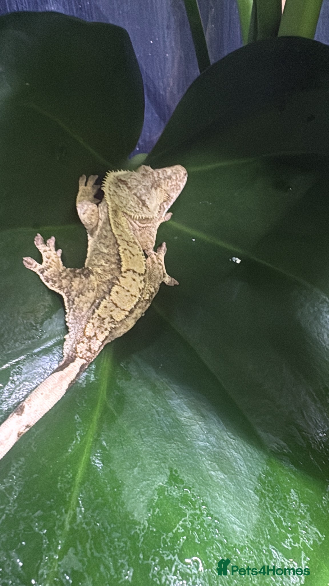 Gecko reptiles 3 female crested geckos - Advert 2