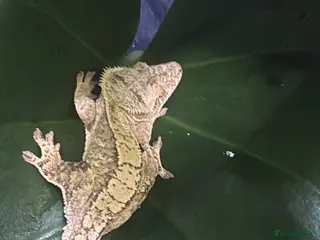 Gecko reptiles 3 female crested geckos - Advert 2