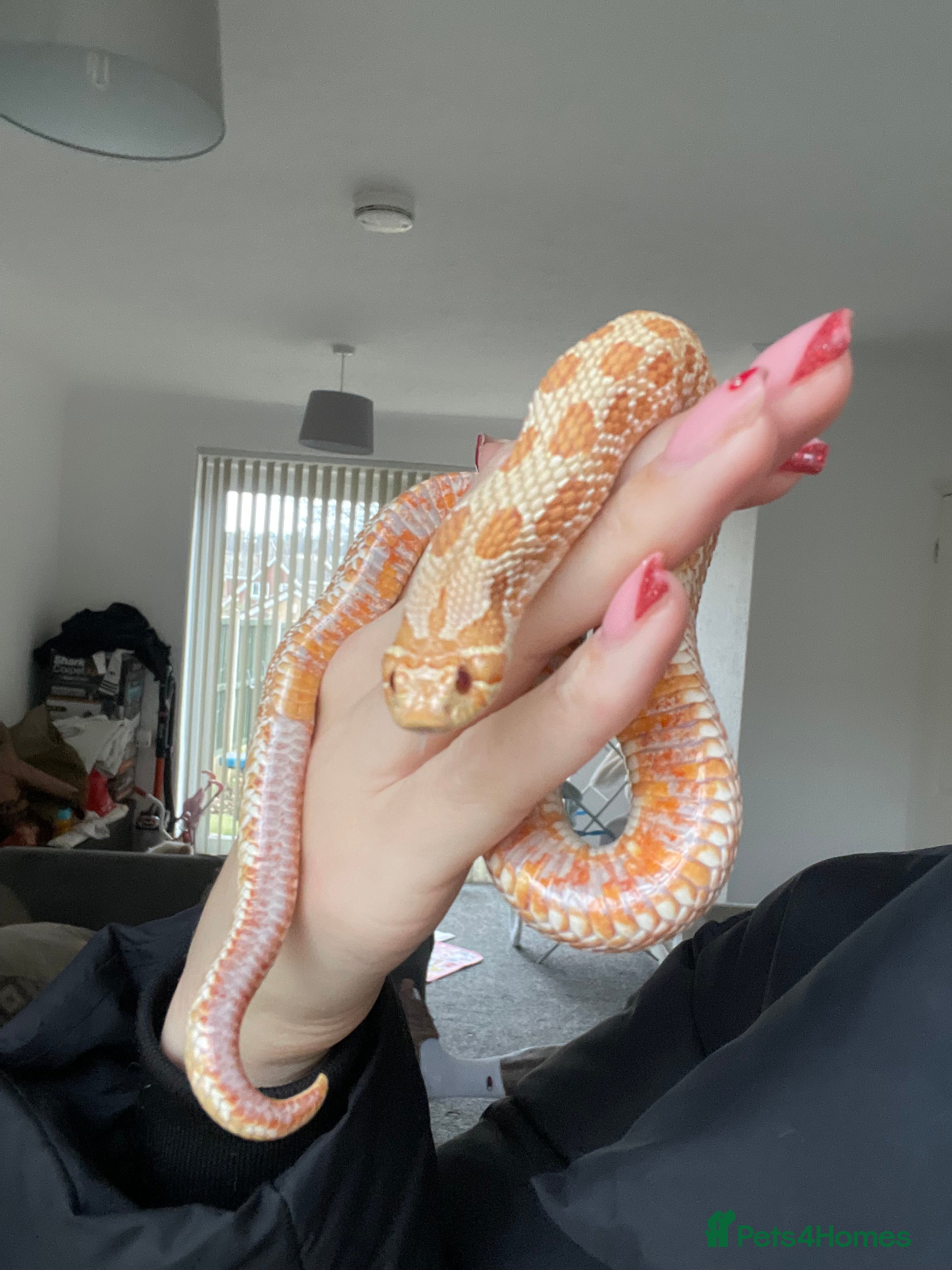 Snake reptiles Hog nose snake - Advert 1