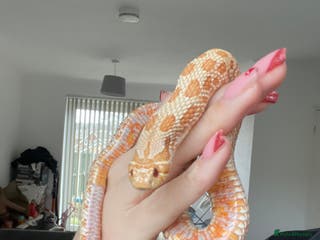 Snake reptiles Hog nose snake - Advert 21