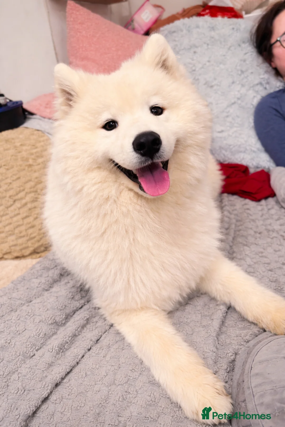 Samoyed dogs for sale: Kc registered Samoyed female - Advert 5