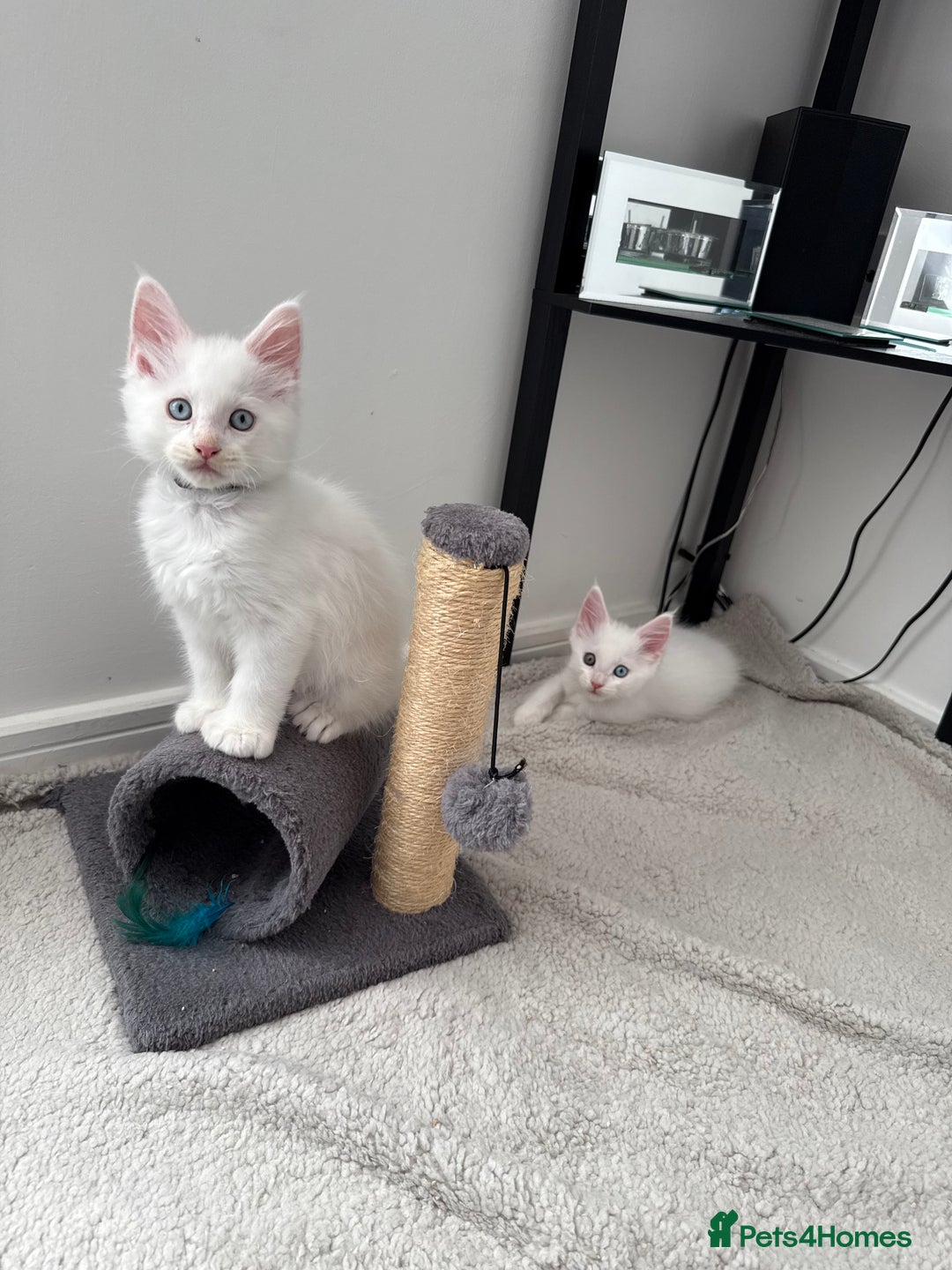 Maine Coon cats for sale: 2 Maine Coon kittens.  - Image 1