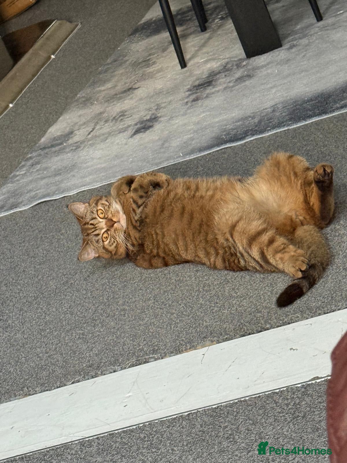 Scottish Fold cats My precious Milo - Scottish straight ear short 1yr - Advert 1