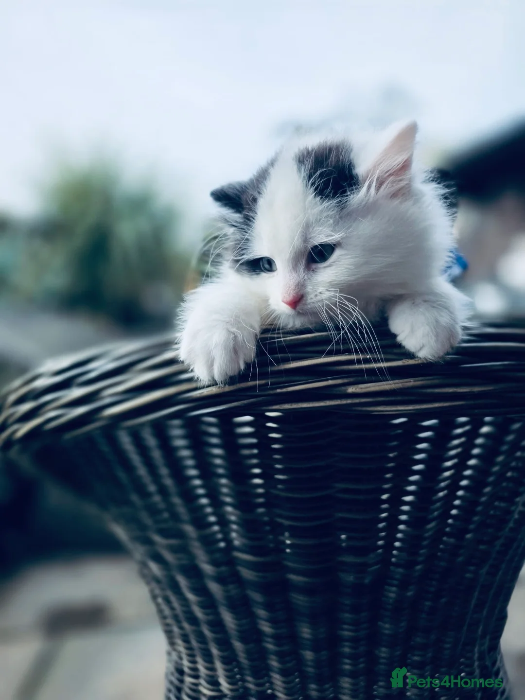 Persian cats for sale: Beautiful Persian Cross male  Kitten - Advert 4