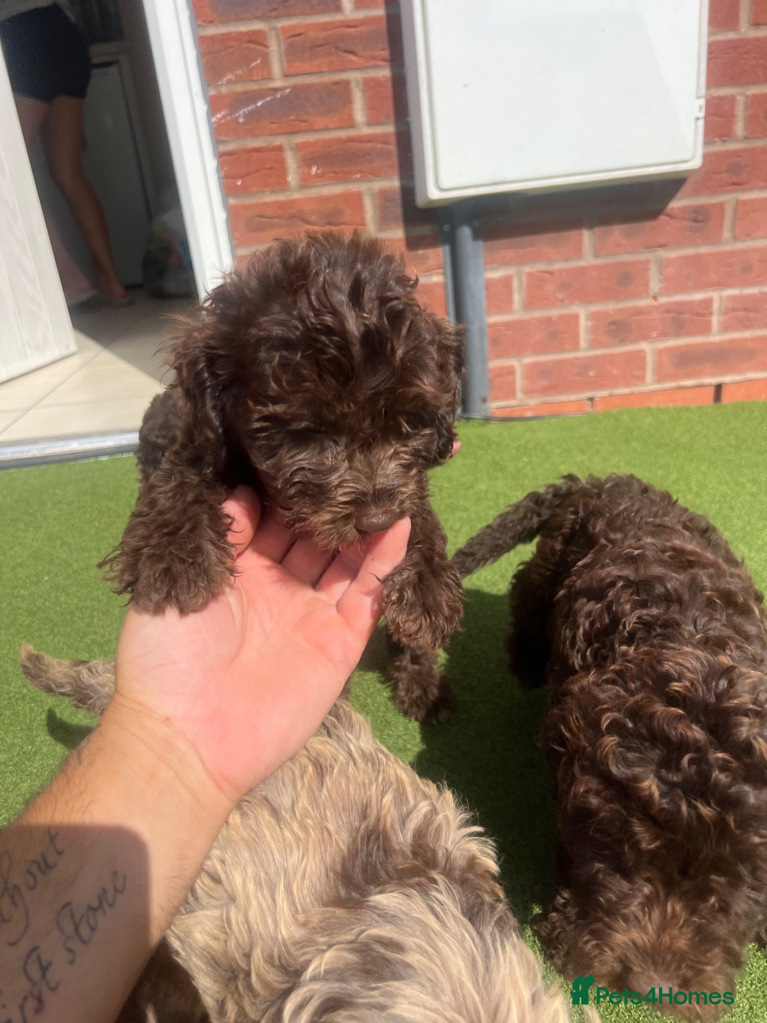 Cockapoo dogs Puppies for sale - Advert 10