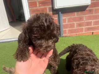 Cockapoo dogs Puppies for sale - Advert 10