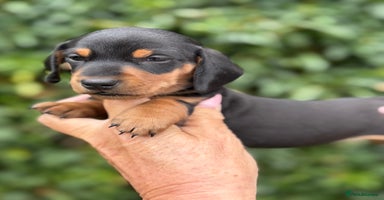 Miniature Dachshund dogs - Advert 16
