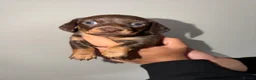 Miniature Dachshund dogs for sale: Mini Dachshund Puppies From Tiny 3.5kg Parents - Advert 2