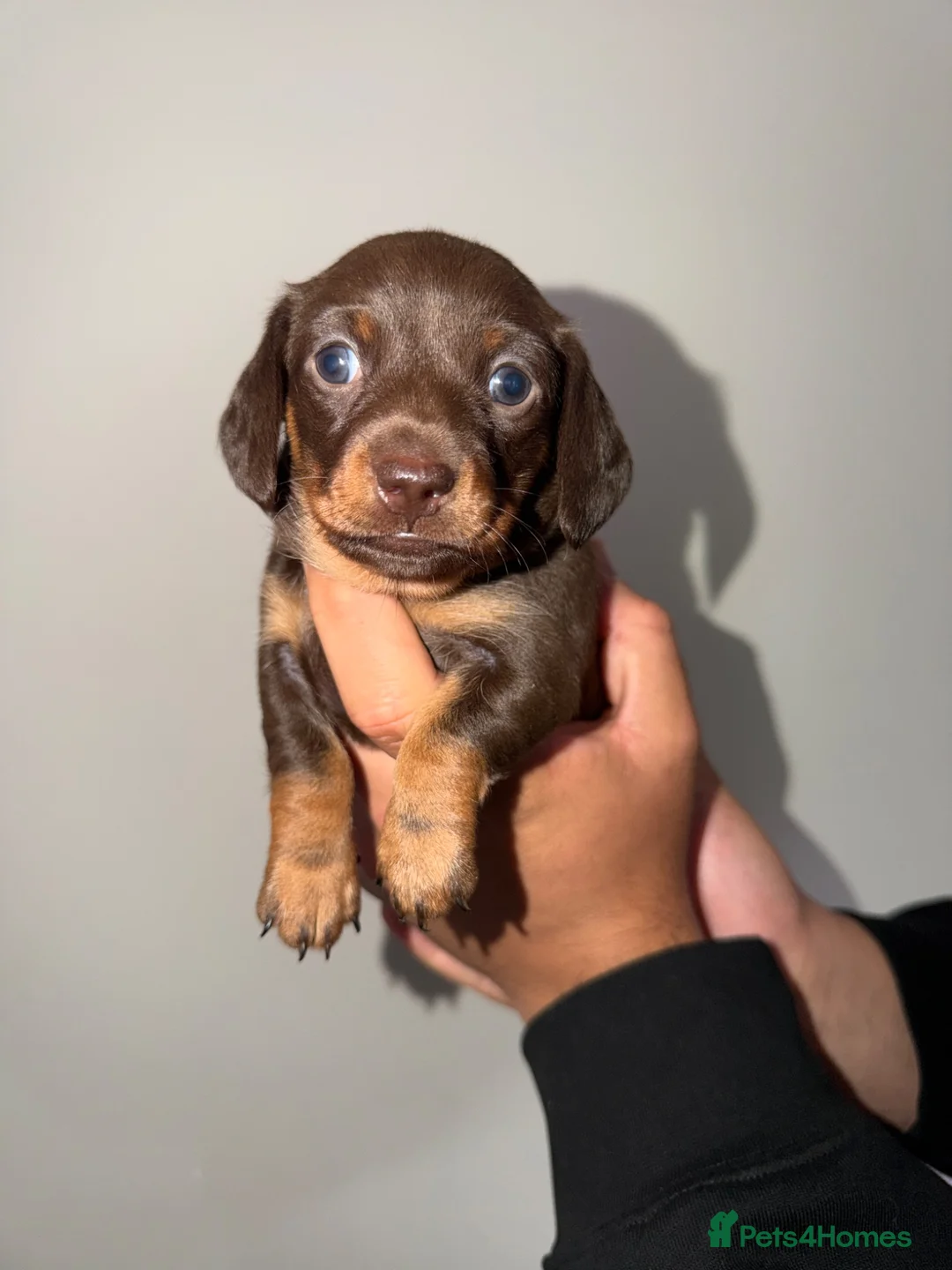 Miniature Dachshund dogs for sale: Mini Dachshund Puppies From Tiny 3.5kg Parents - Advert 2
