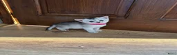Abyssinian cats for sale: Silver Abyssinian kittens  - Advert 17