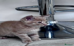 Mixed Breed cats for sale: Two Gorgeous Maine Coon cross Kittens. - Image 5