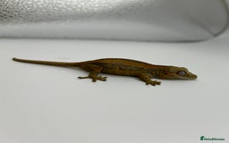 Gecko reptiles for sale: High red gargoyle geckos  - Image 6