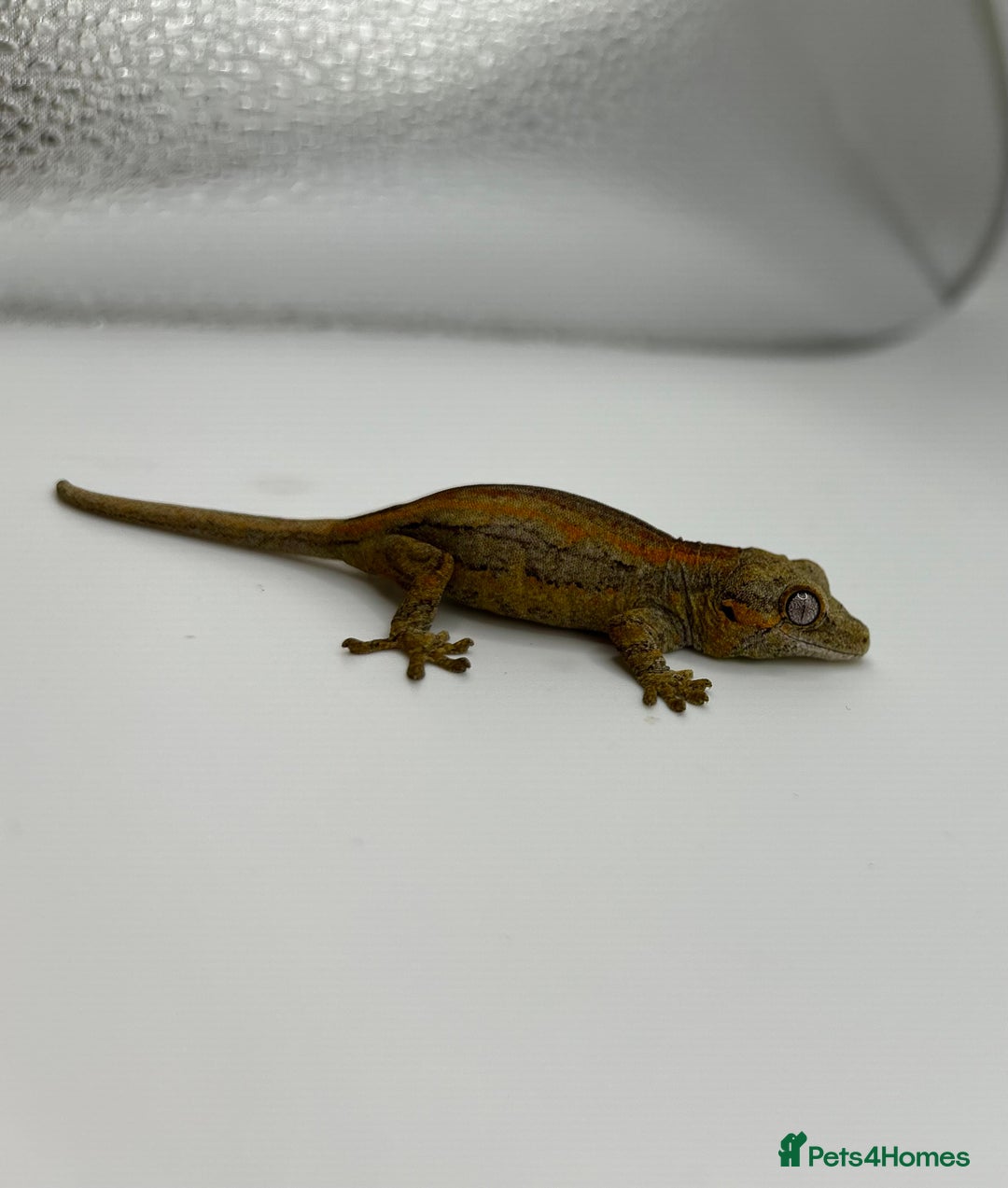 Gecko reptiles for sale: High red gargoyle geckos  - Image 6