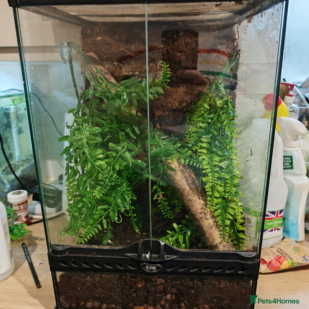 Gecko reptiles for sale: Created gecko lily pluss viv - Advert 3