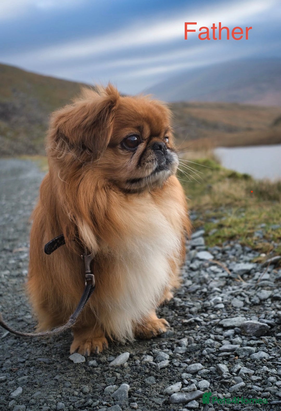 Pekingese dogs for sale: 🐾 Pekingese Puppies for Sale – 2 Girls & 1 Boy 🐾 - Advert 21