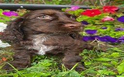 Cocker Spaniel dogs for sale: Family raised champion cocker REDUCED AND READY - Image 14