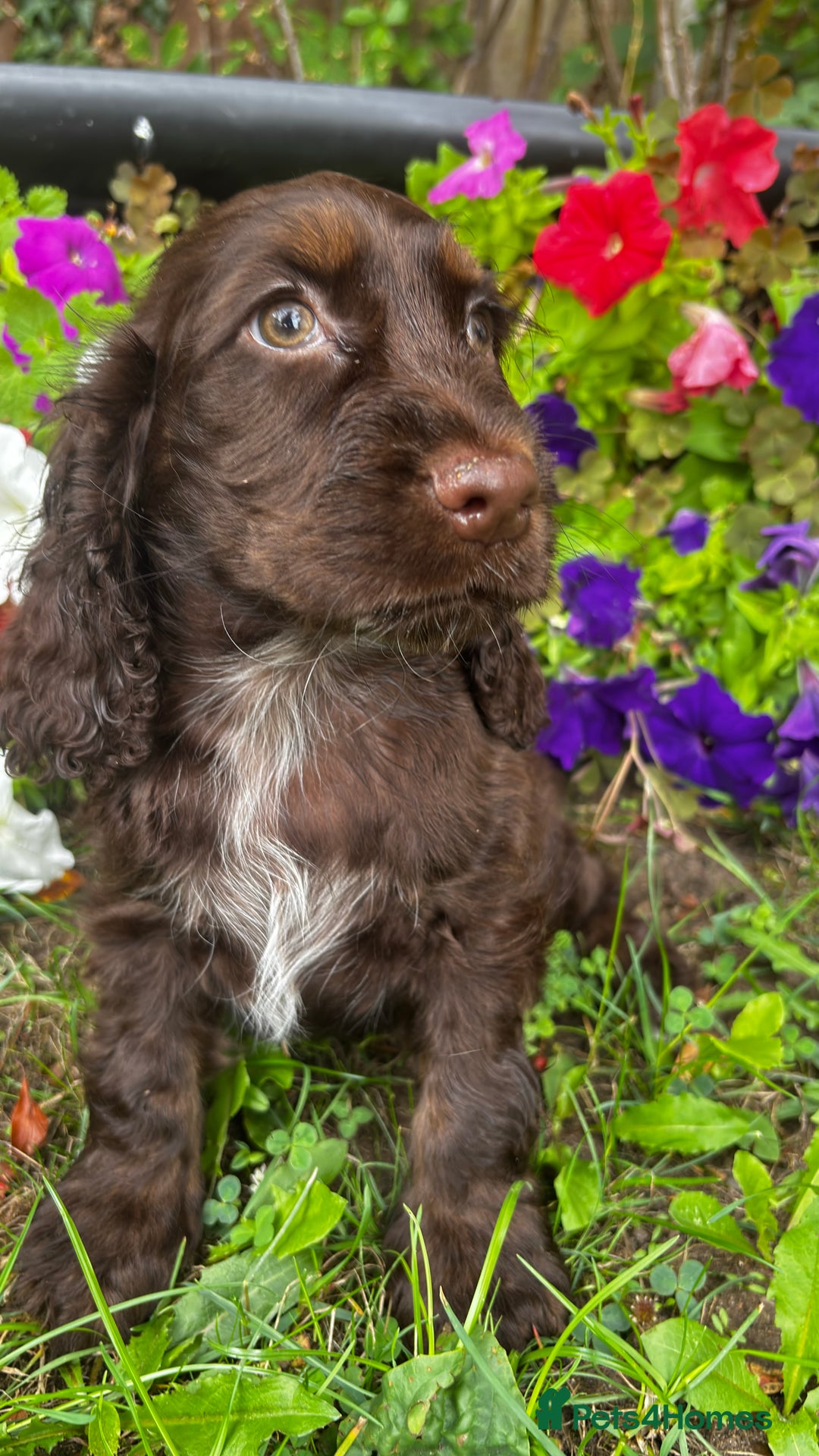 Cocker Spaniel dogs for sale: Family raised champion cocker REDUCED AND READY - Image 14