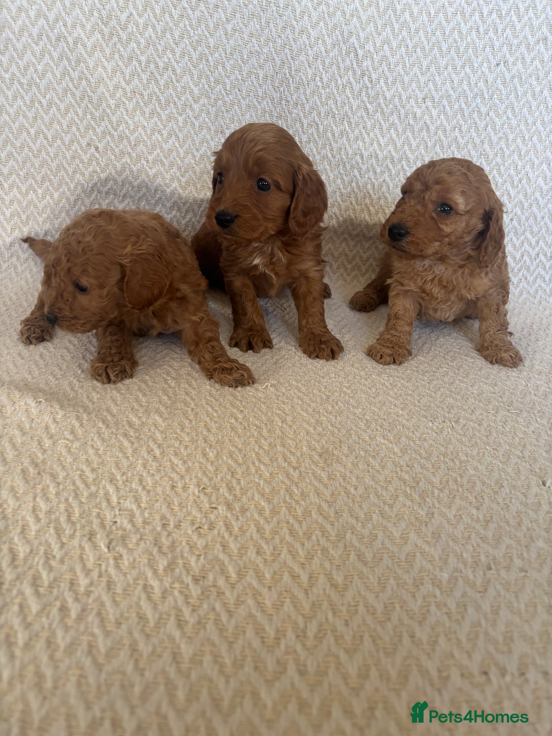 Cockapoo dogs for sale: Cockapoo puppies - Advert 7