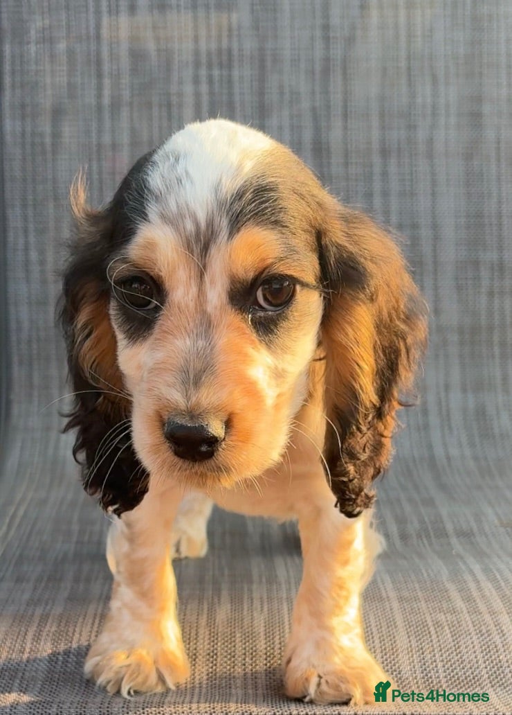 Cocker Spaniel dogs Cocker Spaniel Puppies🐾🐶 - Advert 1