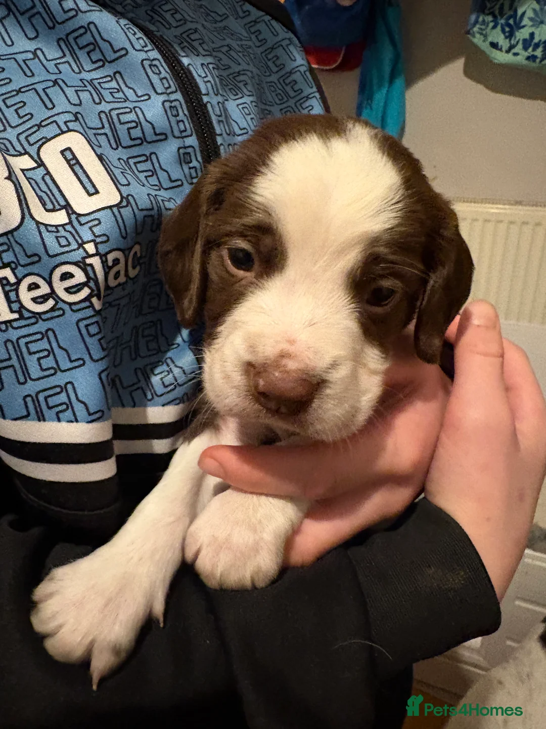 English Springer Spaniel dogs for sale: Springer Spaniels, liver and white, North Wales. - Advert 16