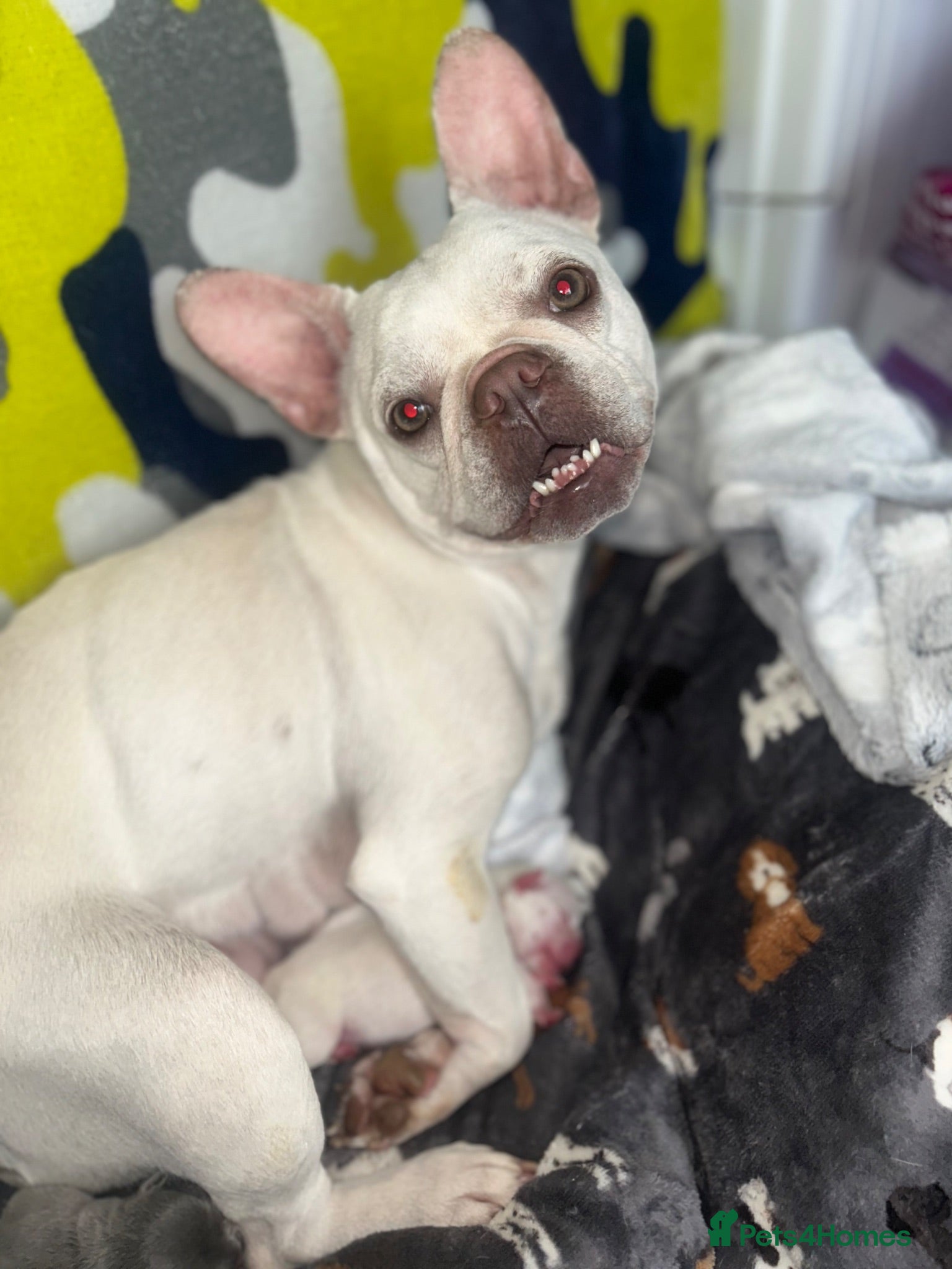 French Bulldog dogs Beautiful French Bulldog Puppies  - Advert 3