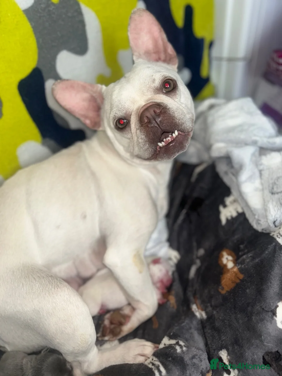 French Bulldog dogs for sale: Beautiful French Bulldog Puppies  in Welling - Advert 1
