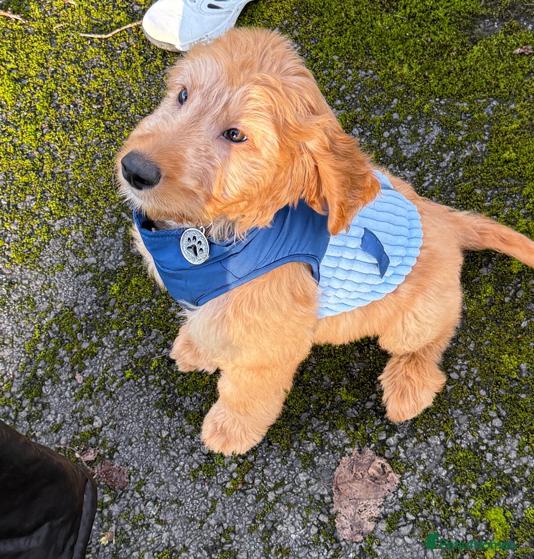 Goldendoodle dogs for sale: Bobby - Advert 2