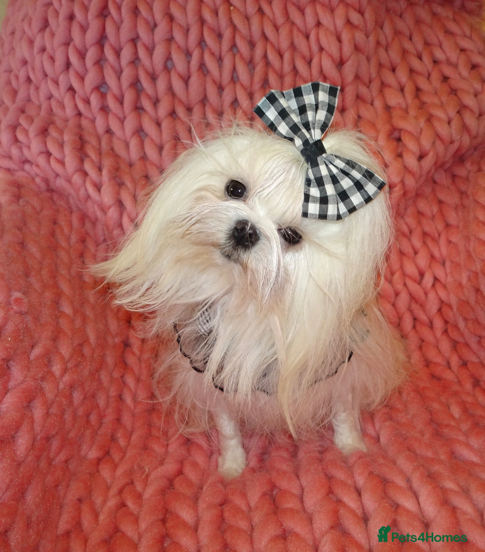 Maltese dogs Babydoll KC Registered Korean Maltese Adult Girl - Advert 7