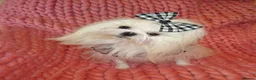 Maltese dogs for sale: Babydoll KC Registered Korean Maltese Adult Girl - Advert 1