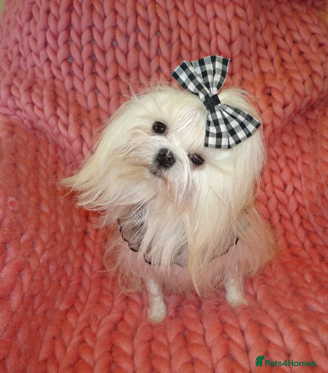 Maltese dogs for sale: Babydoll KC Registered Korean Maltese Adult Girl - Advert 1