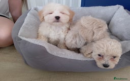 Maltipoo dogs for sale: Maltipoo puppies boy and girl available  - Image 10