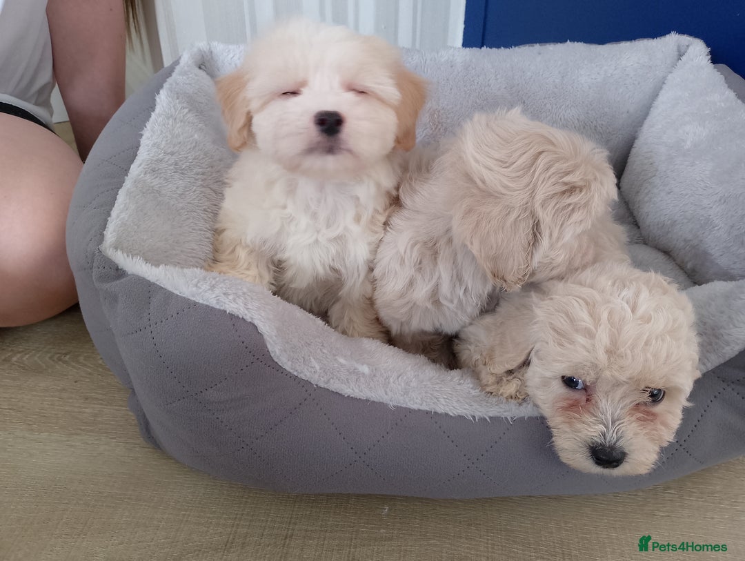 Maltipoo dogs for sale: Maltipoo puppies boy and girl available  - Image 10