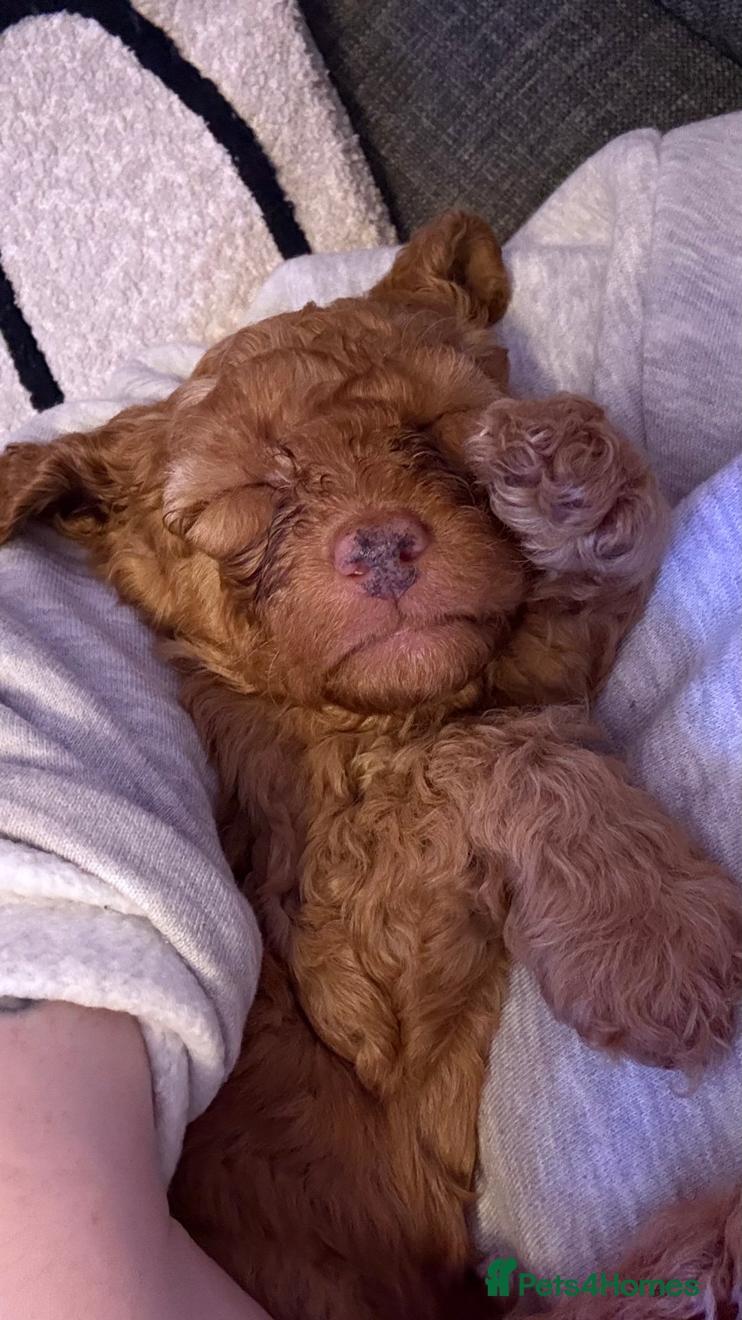 Cockapoo dogs for sale: F1b cockapoos  - Advert 14