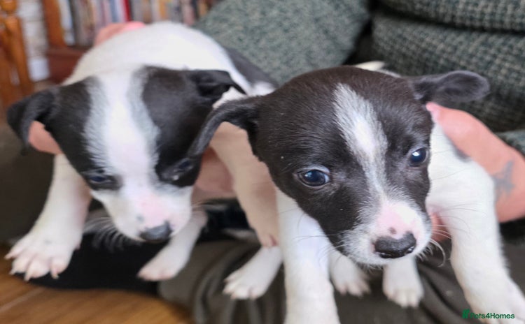 Mixed Breed dogs Jack Russell x German spitz klein puppies - Advert 8
