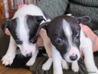 Mixed Breed dogs for sale: Jack Russell x German spitz klein puppies - Advert 1