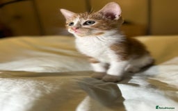 Mixed Breed cats for sale: Gorgeous fluffy kittens  - Advert 13