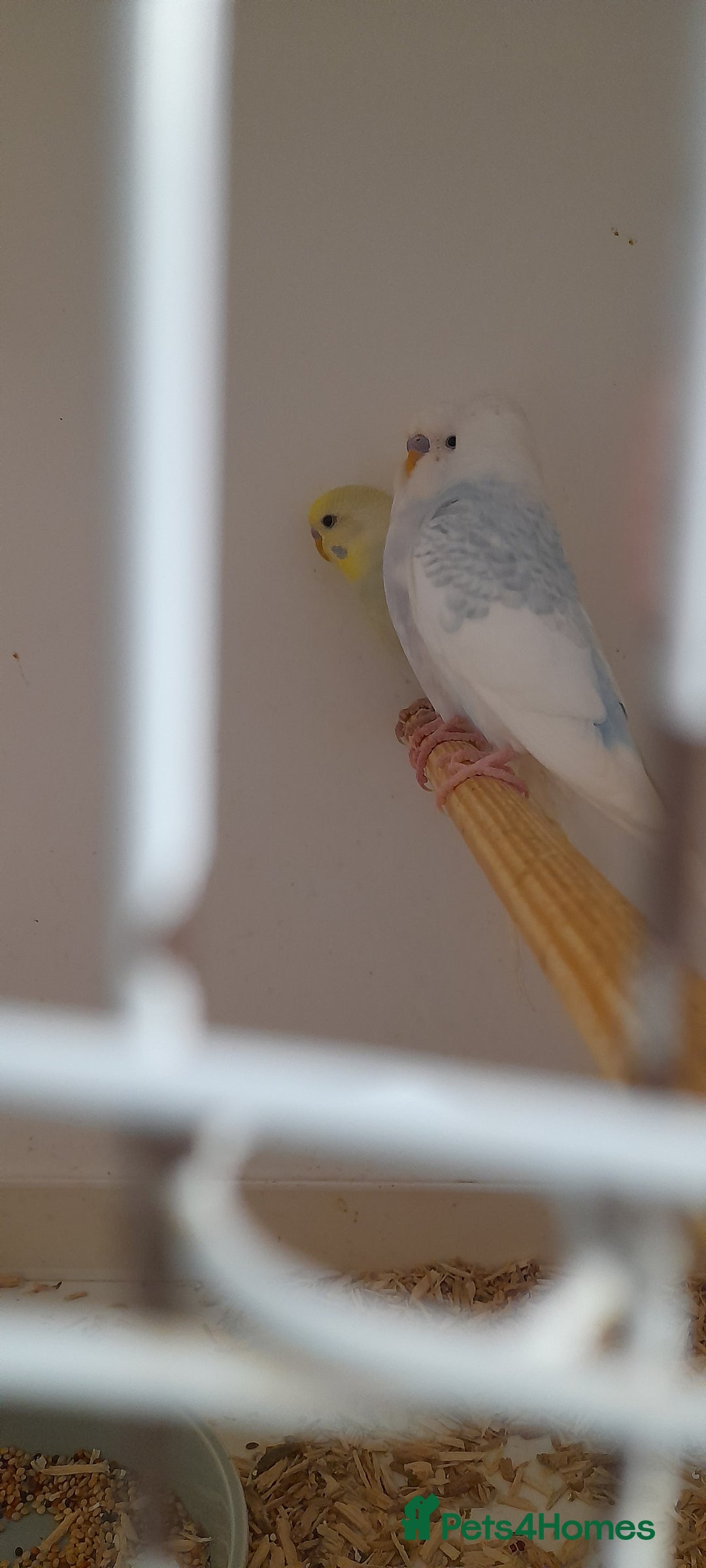 Budgerigars birds for sale: Budgies for sale - Image 5