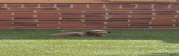 Miniature Dachshund dogs for sale: Miniature dachshunds  - Advert 9