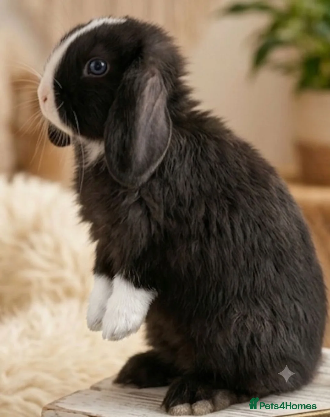 Mini Lop rabbits for sale: Baby Mini Lop Rabbits for sale - Advert 2