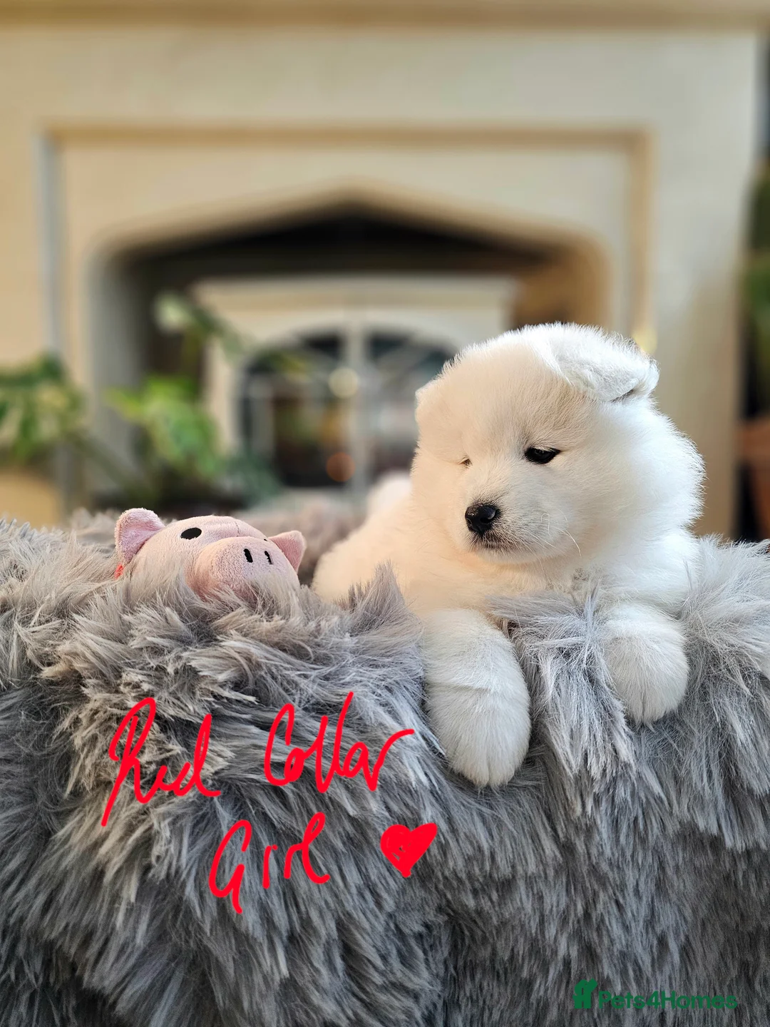 Samoyed dogs for sale: ⭐ EXCEPTIONAL BEAR-HEAD PUPPIES ⭐Champion Heritage - Advert 26