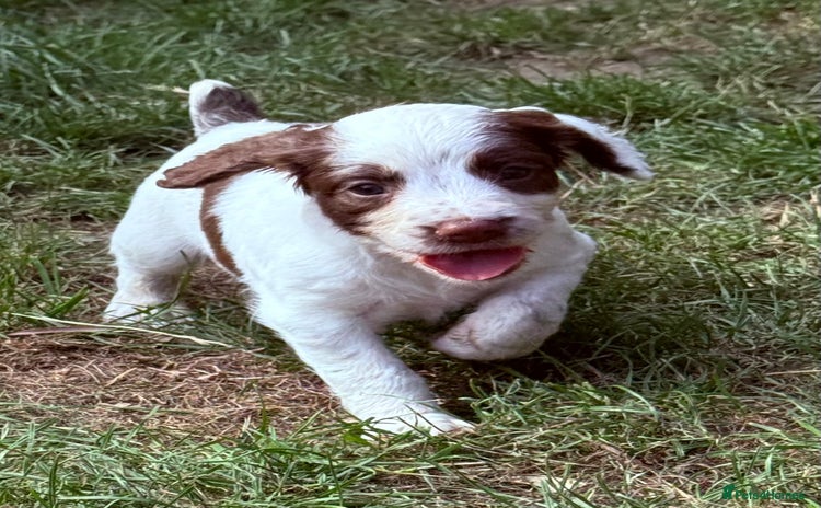 English Springer Spaniel dogs - Advert 2