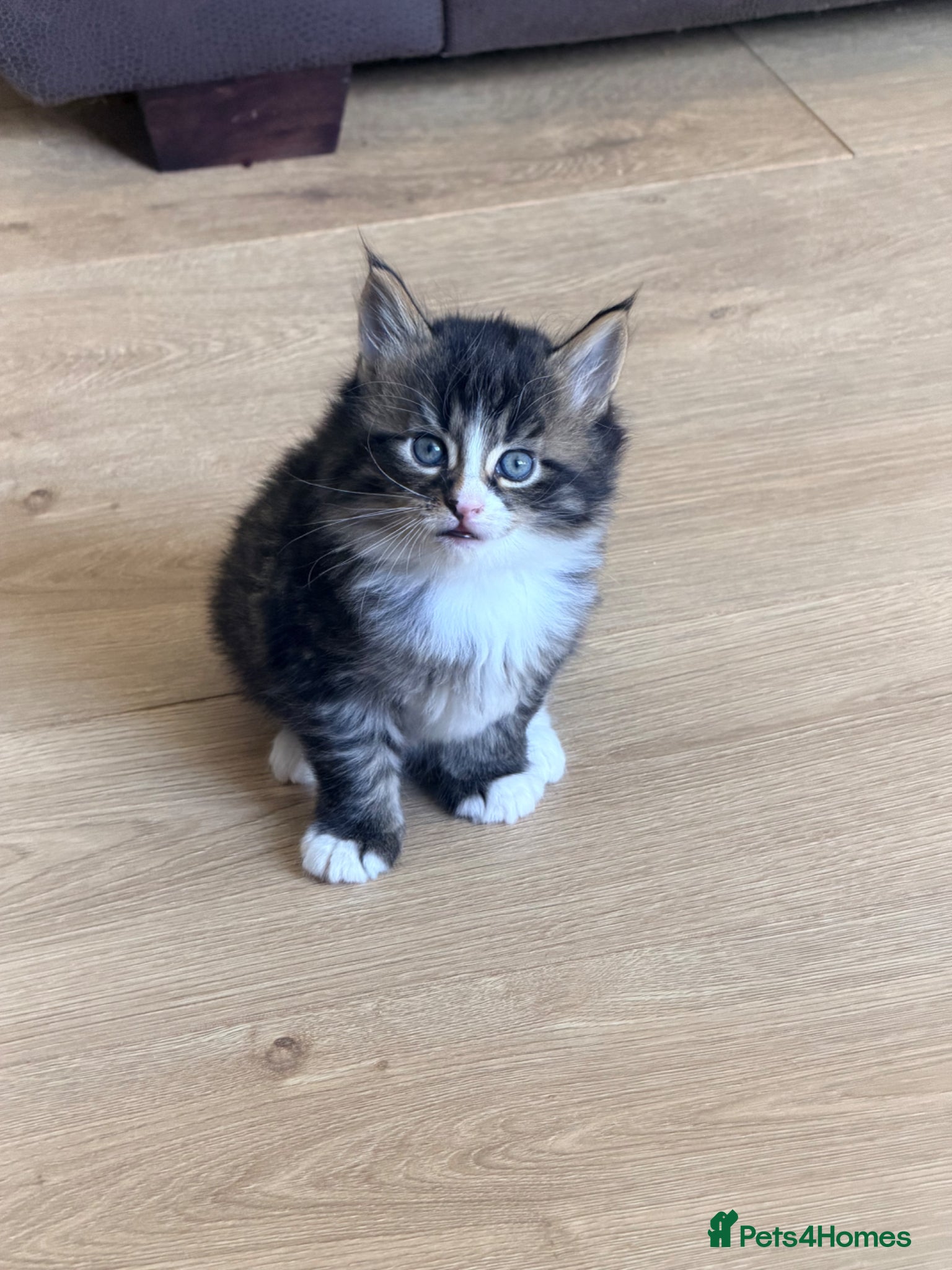 Maine Coon cats 1 boy and 1 girls stunning fluffy mainecoons  - Advert 11