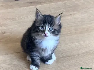 Maine Coon cats 1 boy and 1 girls stunning fluffy mainecoons - Advert 11