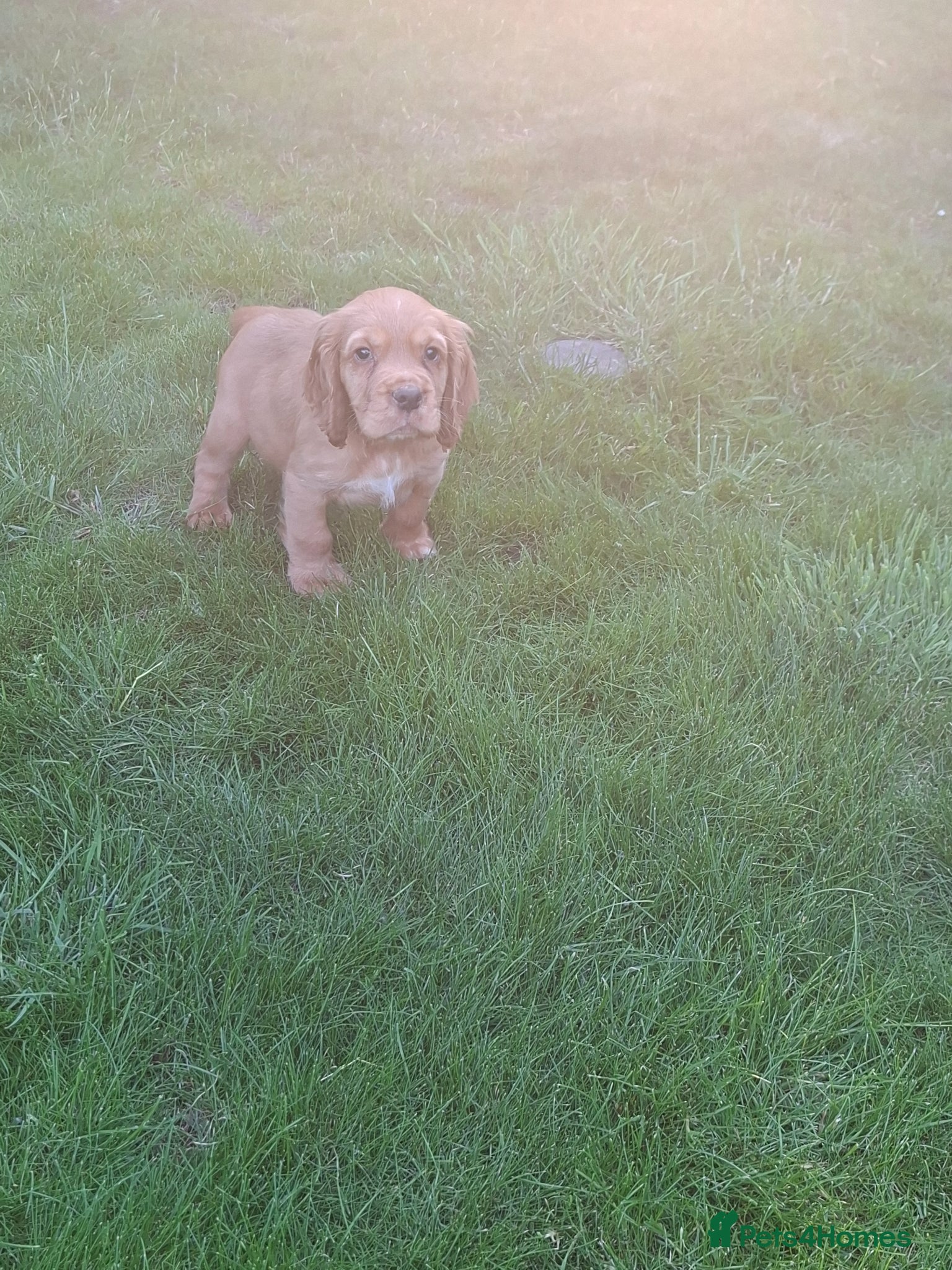 Cocker Spaniel dogs KC Reg hereditary clear working Cocker spaniels - Advert 1
